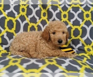 Goldendoodle Puppy for sale in SALT LAKE CITY, UT, USA