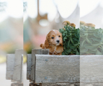 Puppy Puppy 2 Cockapoo (Miniature)