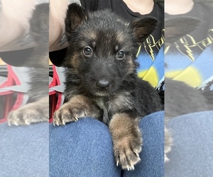 German Shepherd Dog Puppy for sale in GREENVILLE, PA, USA