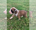 Small Photo #1 Boxer Puppy For Sale in ROYSTON, GA, USA