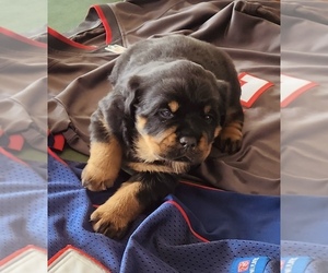 Rottweiler Puppy for sale in ORLANDO, FL, USA