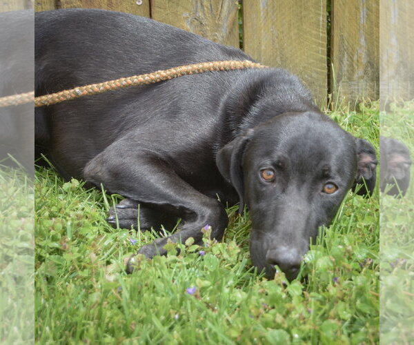 Medium Photo #4 Unknown-Weimaraner Mix Puppy For Sale in Huntley, IL, USA