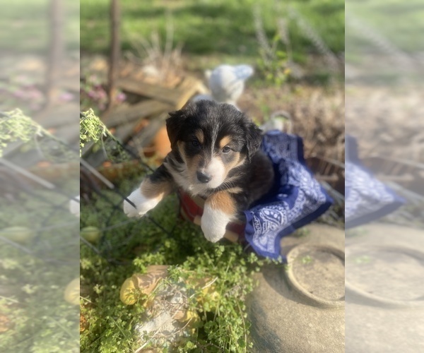 Medium Photo #21 Australian Shepherd Puppy For Sale in FARMVILLE, VA, USA