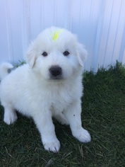 Anatolian Shepherd-Great Pyrenees Mix Puppy for sale in YODER, CO, USA