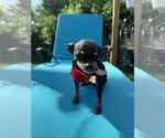 Small #2 Chihuahua