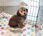 Small #1 Cockapoo-Poodle (Miniature) Mix