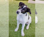 Small #1 Retriever  Mix