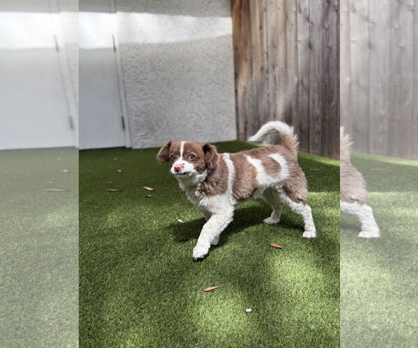 Medium Photo #2 Shih-Poo Puppy For Sale in Mission Viejo, CA, USA