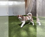 Small #1 Shih-Poo