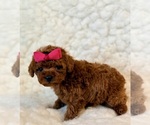 Small #3 Poodle (Toy)