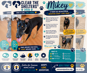 Beauceron-Unknown Mix Dogs for adoption in Orange Grove, TX, USA