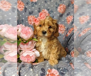 Cavachon-Poodle (Toy) Mix Puppy for sale in AIRVILLE, PA, USA