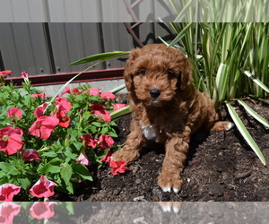 Cavapoo-Poodle (Miniature) Mix Litter for sale in GREENWOOD, WI, USA