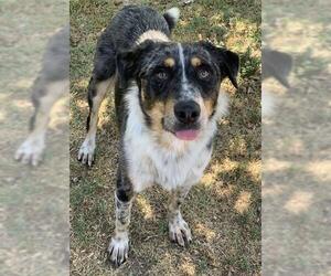 Australian Shepherd Dogs for adoption in Riverside, CA, USA