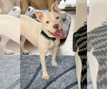 Small American Pit Bull Terrier Mix
