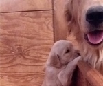 Small Photo #7 Golden Retriever Puppy For Sale in CITRUS HEIGHTS, CA, USA