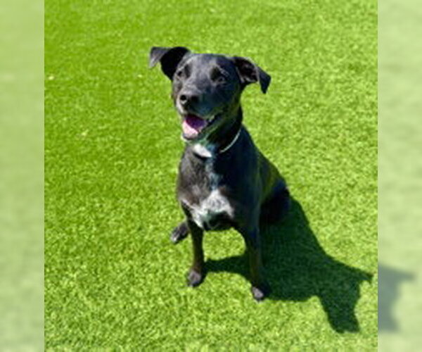 Medium Photo #1 Mutt Puppy For Sale in Salinas, CA, USA