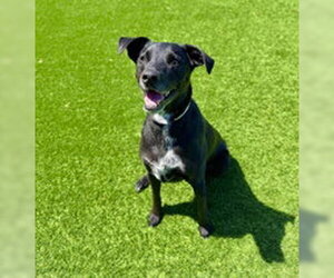 Mutt Dogs for adoption in Salinas, CA, USA