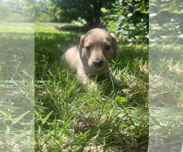 Medium Photo #1 Dachshund-Unknown Mix Puppy For Sale in Plainfield, IL, USA