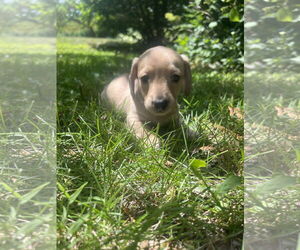 Dachshund-Unknown Mix Dogs for adoption in Plainfield, IL, USA