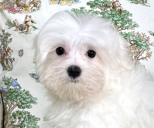 Maltese Puppy for sale in RED HOUSE, WV, USA