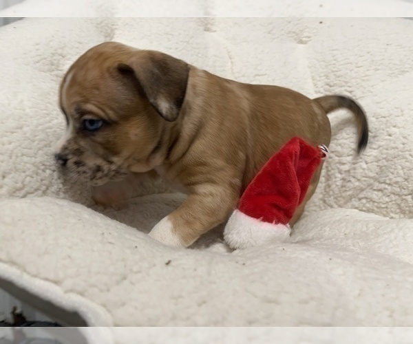 Medium Photo #160 American Bully Puppy For Sale in REESEVILLE, WI, USA