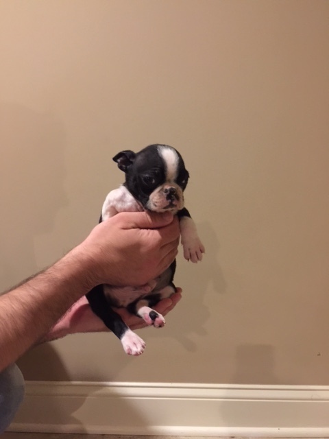 Medium Photo #1 Boston Terrier Puppy For Sale in SARATOGA SPRINGS, NY, USA
