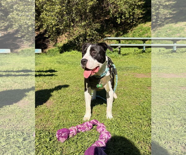 Medium Photo #2 American Pit Bull Terrier-Unknown Mix Puppy For Sale in Berkeley, CA, USA