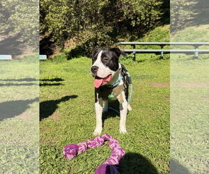 Lil John - Male American Pit Bull Terrier-Unknown Mix Dog for Adoption - Photo #2