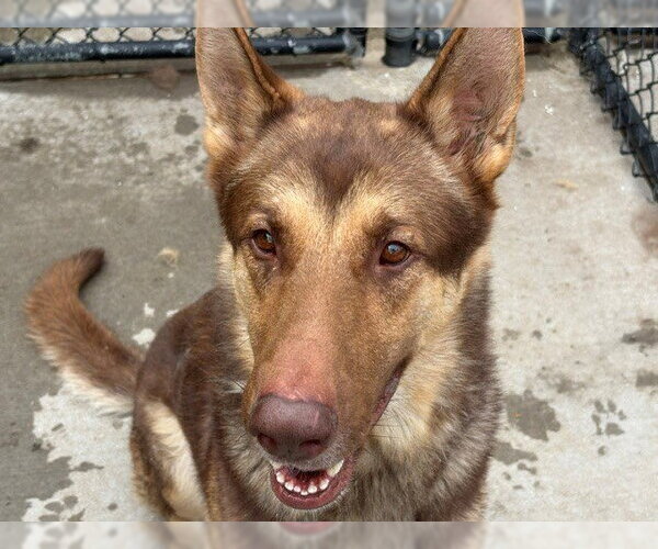 Medium Photo #1 German Shepherd Dog Puppy For Sale in Tulsa, OK, USA