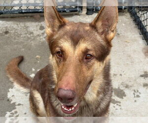 German Shepherd Dog Dogs for adoption in Tulsa, OK, USA