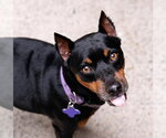 Small Miniature Pinscher Mix