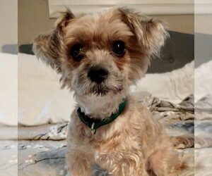 Mutt Dogs for adoption in Spring Lake, NC, USA
