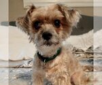 Small Mutt