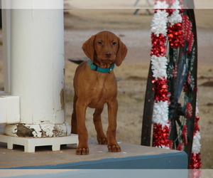 Vizsla Puppy for sale in AMORITA, OK, USA