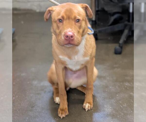 Medium Photo #1 Chinese Shar-Pei-Unknown Mix Puppy For Sale in Camarillo, CA, USA