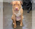 Small Chinese Shar-Pei Mix