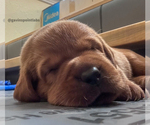 Small Photo #1 Labrador Retriever Puppy For Sale in BLUFF DALE, TX, USA