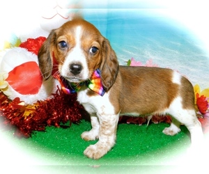 Doxle Puppy for sale in HAMMOND, IN, USA