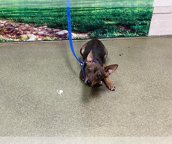 Medium Photo #1 Chihuahua-Unknown Mix Puppy For Sale in Moreno Valley, CA, USA
