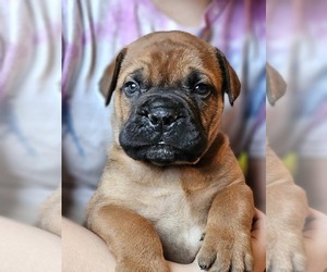 Bullmastiff Puppy for sale in PLATTSBURGH, NY, USA