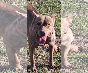 GOOSE - Female Mutt Dog for Adoption - Photo #2