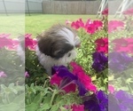 Small Photo #4 Shih Tzu Puppy For Sale in FORT WORTH, TX, USA