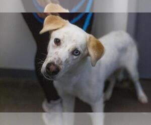 Siberian Husky-Unknown Mix Dogs for adoption in Mountain Home, AR, USA