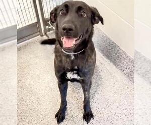 Mutt Dogs for adoption in Houston, TX, USA