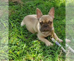 Great Dane Puppy for sale in SEBASTIAN, FL, USA