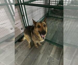 Nova - Female German Shepherd Dog-Unknown Mix Dog for Adoption - Photo #2
