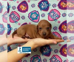 Dachshund Puppy for sale in WINNSBORO, LA, USA