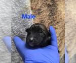 Small German Shepherd Dog Mix