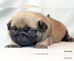 Small #7 Pug